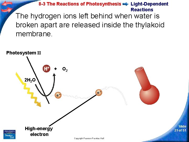 8 -3 The Reactions of Photosynthesis Light-Dependent Reactions The hydrogen ions left behind when