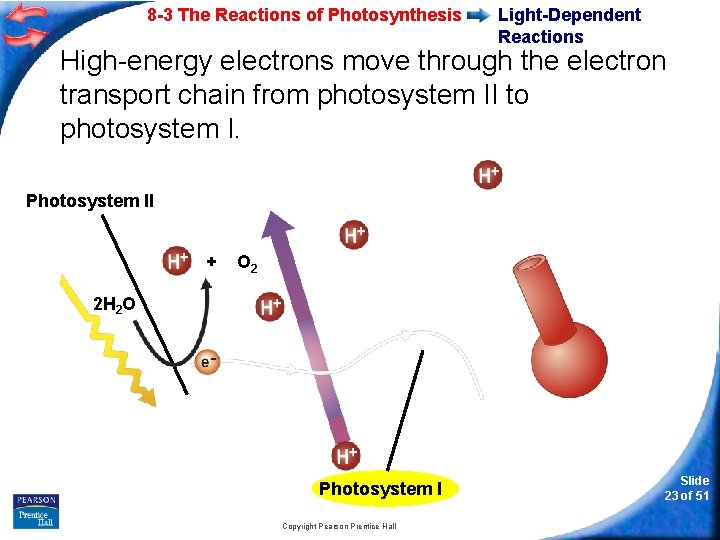 8 -3 The Reactions of Photosynthesis Light-Dependent Reactions High-energy electrons move through the electron