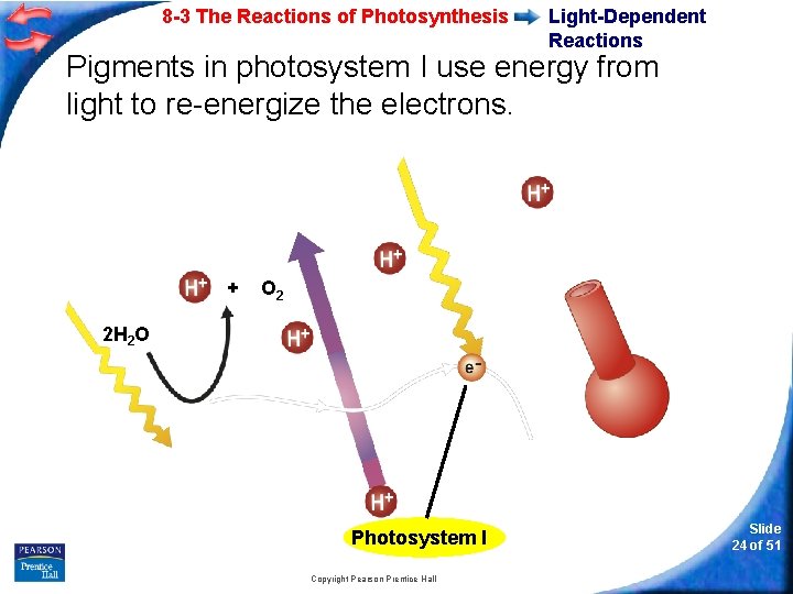 8 -3 The Reactions of Photosynthesis Light-Dependent Reactions Pigments in photosystem I use energy