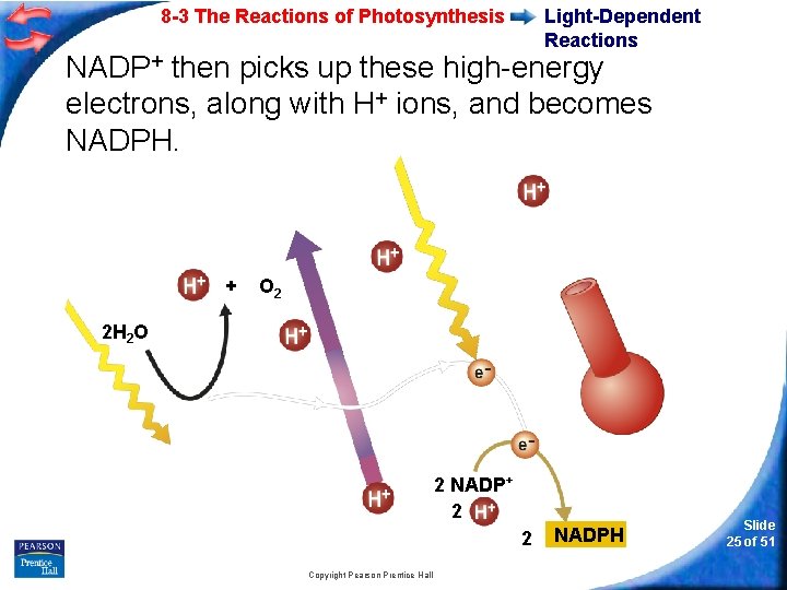 8 -3 The Reactions of Photosynthesis Light-Dependent Reactions NADP+ then picks up these high-energy