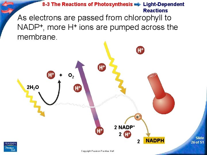 8 -3 The Reactions of Photosynthesis Light-Dependent Reactions As electrons are passed from chlorophyll