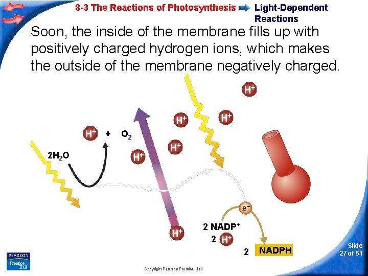 8 -3 The Reactions of Photosynthesis Light-Dependent Reactions Soon, the inside of the membrane