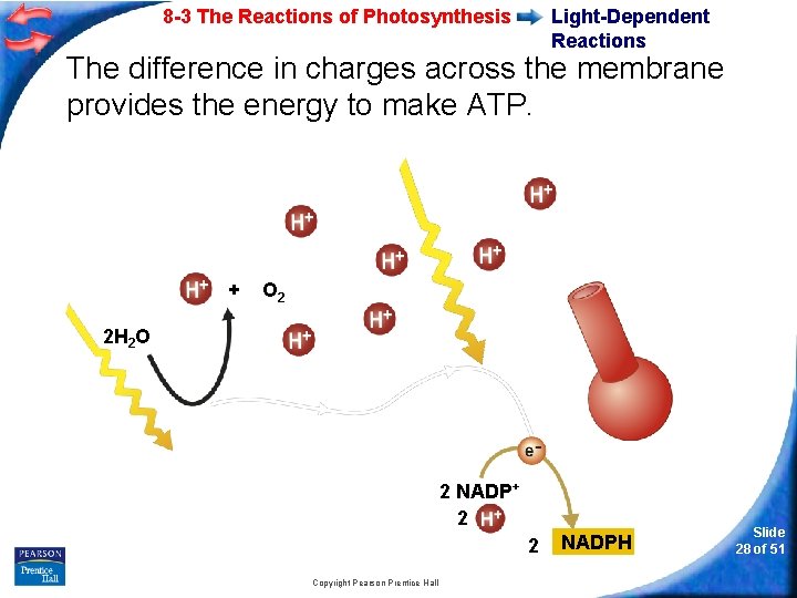 8 -3 The Reactions of Photosynthesis Light-Dependent Reactions The difference in charges across the