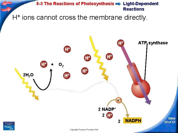 8 -3 The Reactions of Photosynthesis Light-Dependent Reactions H+ ions cannot cross the membrane