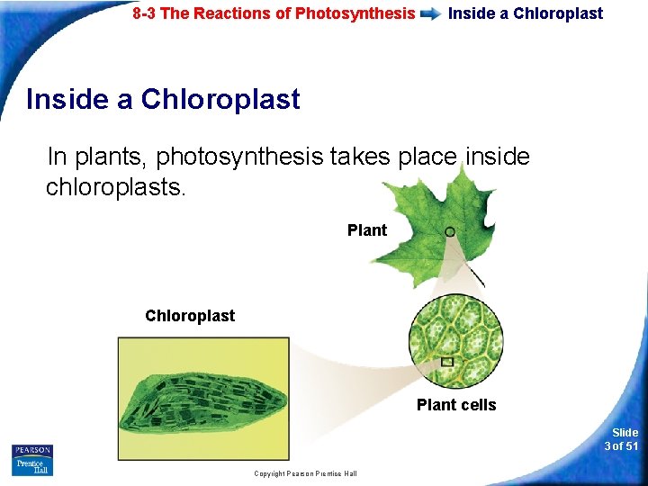 8 -3 The Reactions of Photosynthesis Inside a Chloroplast In plants, photosynthesis takes place