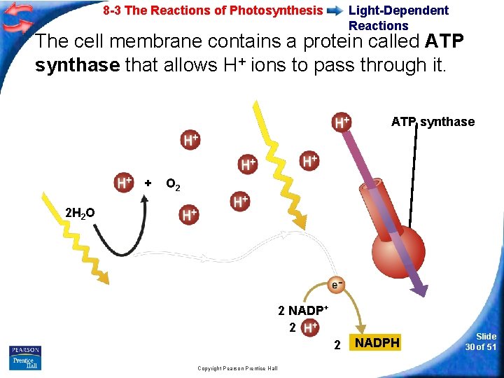 8 -3 The Reactions of Photosynthesis Light-Dependent Reactions The cell membrane contains a protein