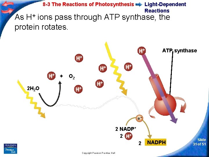 8 -3 The Reactions of Photosynthesis Light-Dependent Reactions As H+ ions pass through ATP