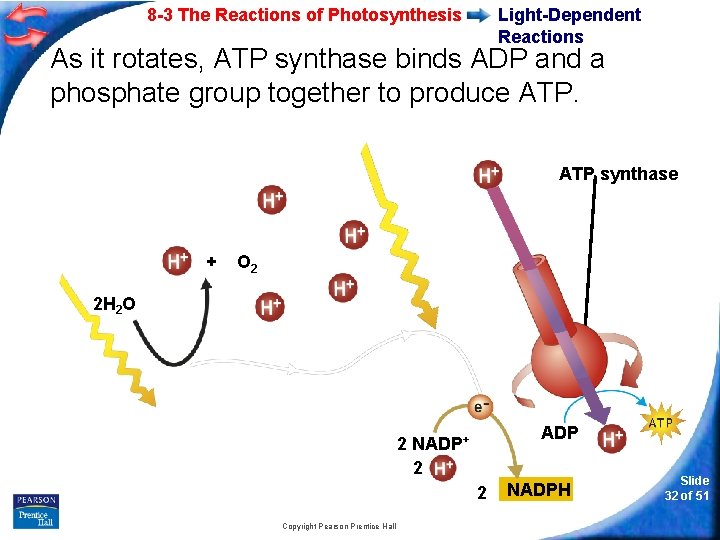 8 -3 The Reactions of Photosynthesis Light-Dependent Reactions As it rotates, ATP synthase binds