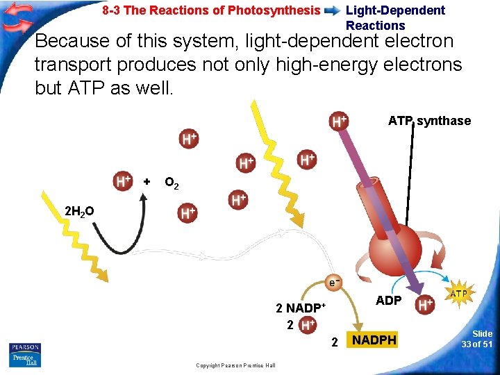 8 -3 The Reactions of Photosynthesis Light-Dependent Reactions Because of this system, light-dependent electron