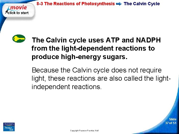 8 -3 The Reactions of Photosynthesis The Calvin Cycle The Calvin cycle uses ATP