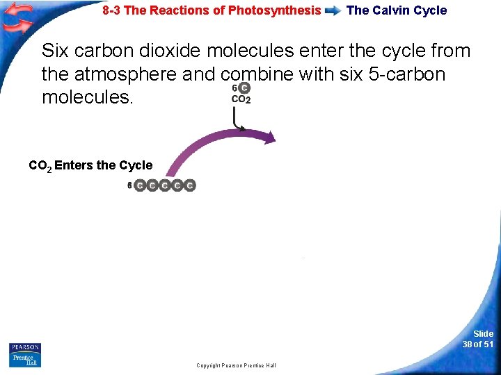 8 -3 The Reactions of Photosynthesis The Calvin Cycle Six carbon dioxide molecules enter