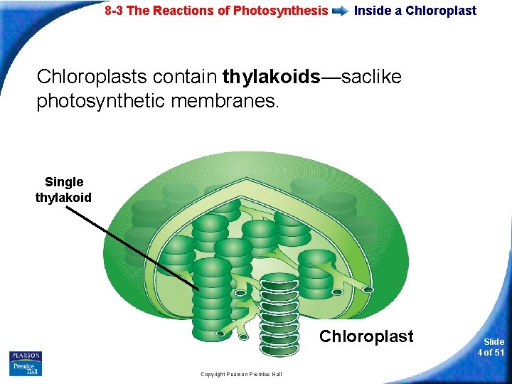 8 -3 The Reactions of Photosynthesis Inside a Chloroplasts contain thylakoids—saclike photosynthetic membranes. Single