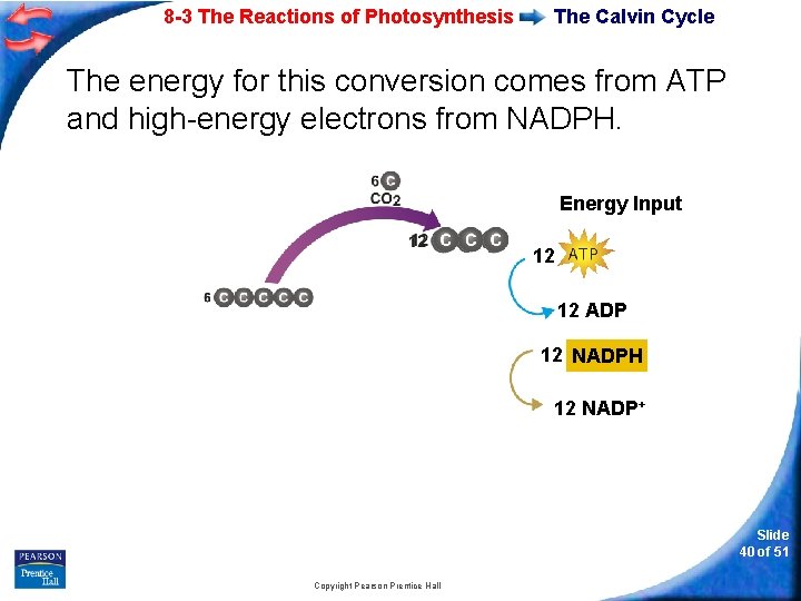 8 -3 The Reactions of Photosynthesis The Calvin Cycle The energy for this conversion