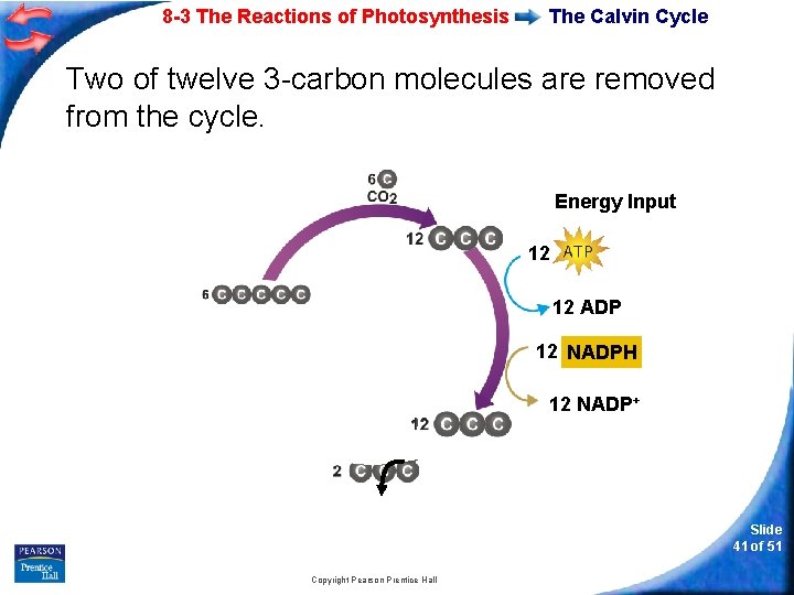 8 -3 The Reactions of Photosynthesis The Calvin Cycle Two of twelve 3 -carbon