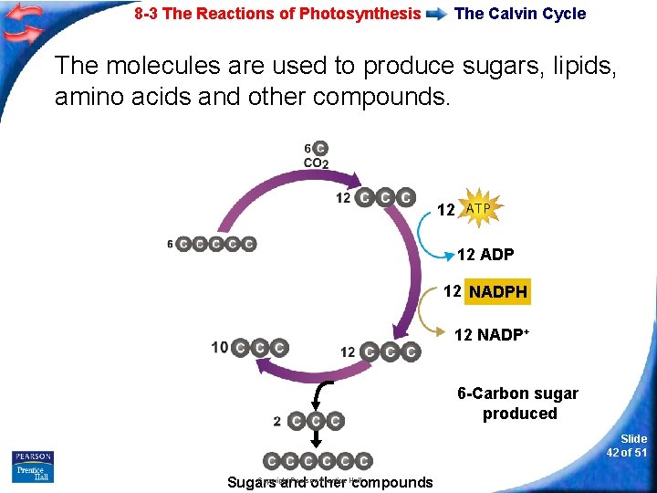 8 -3 The Reactions of Photosynthesis The Calvin Cycle The molecules are used to