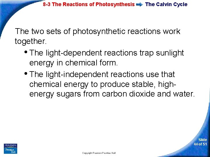 8 -3 The Reactions of Photosynthesis The Calvin Cycle The two sets of photosynthetic