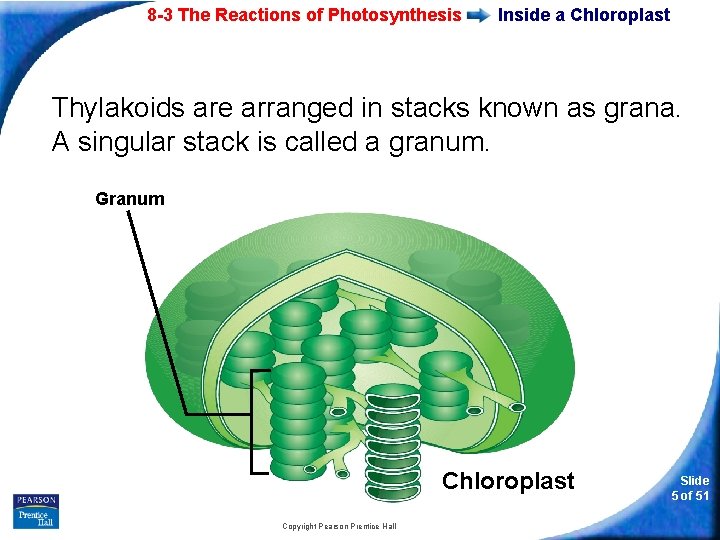 8 -3 The Reactions of Photosynthesis Inside a Chloroplast Thylakoids are arranged in stacks