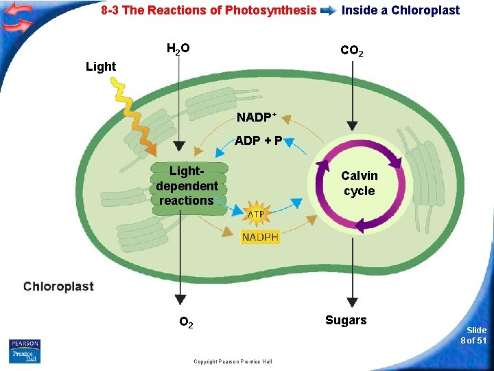 8 -3 The Reactions of Photosynthesis H 2 O Inside a Chloroplast CO 2
