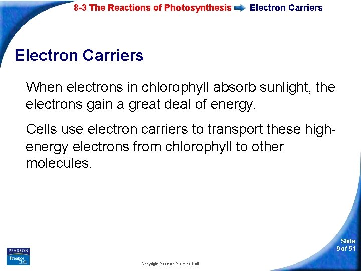 8 -3 The Reactions of Photosynthesis Electron Carriers When electrons in chlorophyll absorb sunlight,