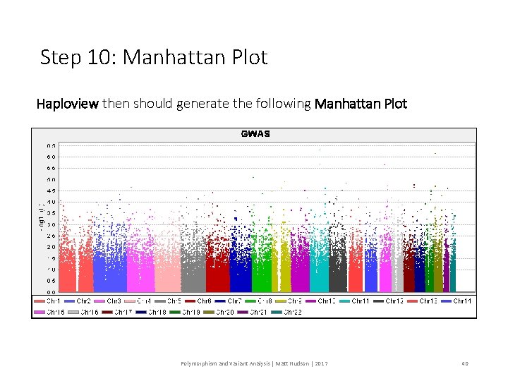 Step 10: Manhattan Plot Haploview then should generate the following Manhattan Plot Polymorphism and