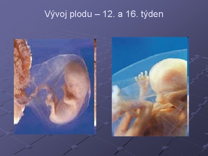 Vývoj plodu – 12. a 16. týden 