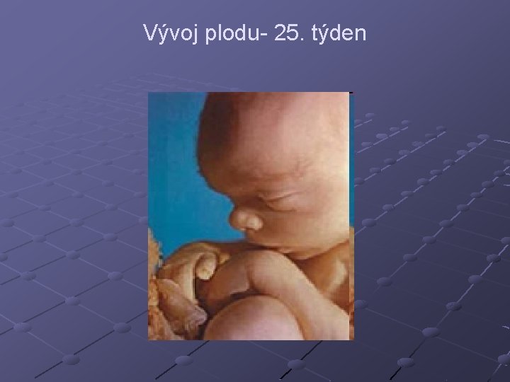Vývoj plodu- 25. týden 