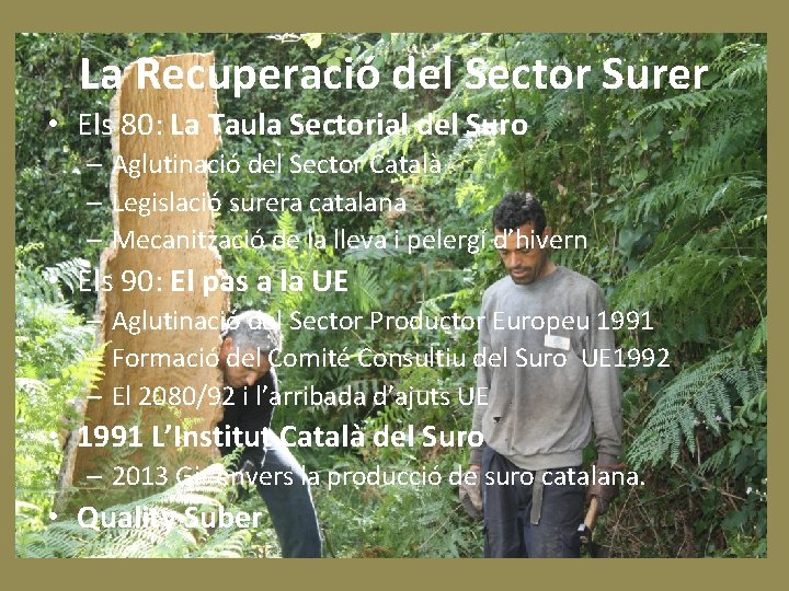 La Recuperació del Sector Surer • Els 80: La Taula Sectorial del Suro –