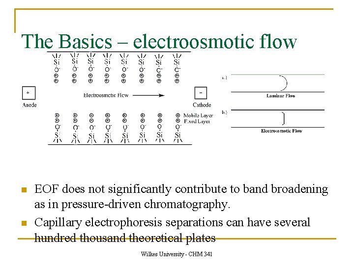 The Basics – electroosmotic flow n n EOF does not significantly contribute to band