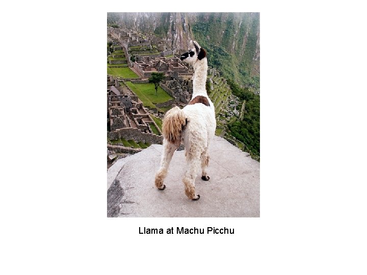 Llama at Machu Picchu 