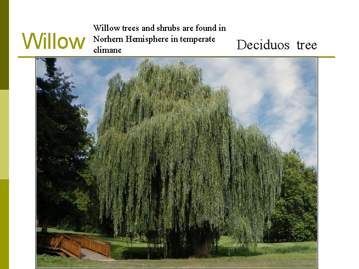 Willow trees and shrubs are found in Norhern Hemisphere in temperate climane Deciduos tree Willow trees and shrubs are found in Norhern Hemisphere in temperate climane Deciduos tree