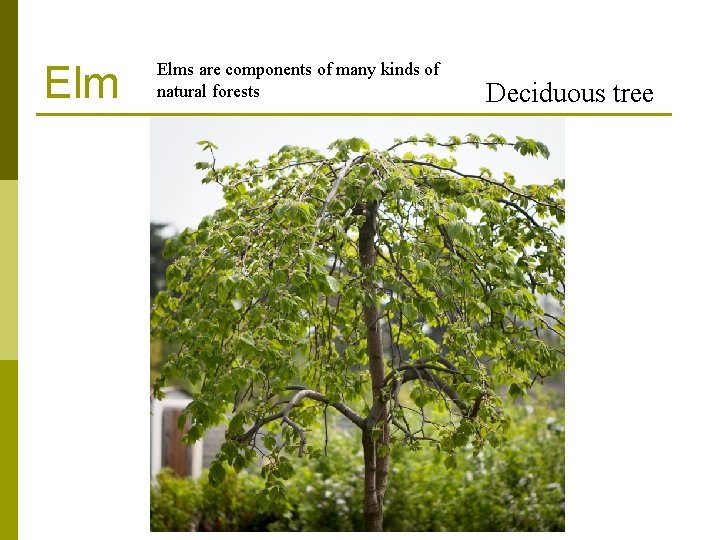 Elm Elms are components of many kinds of natural forests Deciduous tree Elm Elms are components of many kinds of natural forests Deciduous tree