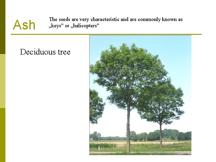 Ash The seeds are very characteristic and are commonly known as „keys” or „halicopters” Ash The seeds are very characteristic and are commonly known as „keys” or „halicopters”