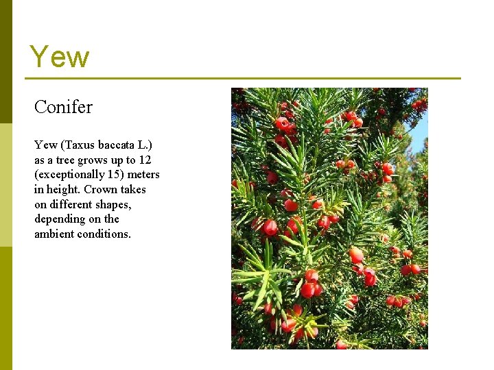 Yew Conifer Yew (Taxus baccata L. ) as a tree grows up to 12 Yew Conifer Yew (Taxus baccata L. ) as a tree grows up to 12
