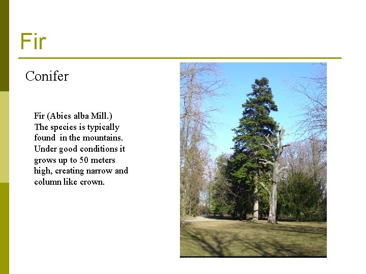 Fir Conifer Fir (Abies alba Mill. ) The species is typically found in the Fir Conifer Fir (Abies alba Mill. ) The species is typically found in the