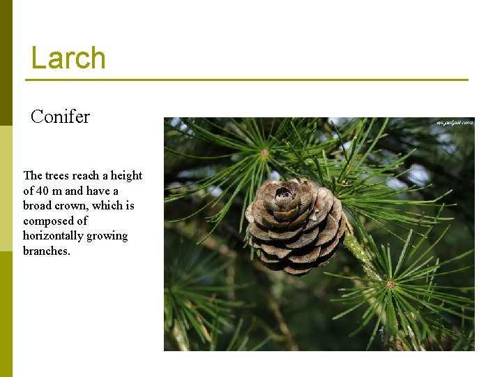Larch Conifer The trees reach a height of 40 m and have a broad Larch Conifer The trees reach a height of 40 m and have a broad