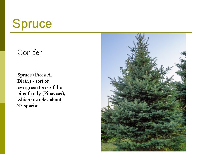 Spruce Conifer Spruce (Picea A. Dietr. ) - sort of evergreen trees of the Spruce Conifer Spruce (Picea A. Dietr. ) - sort of evergreen trees of the