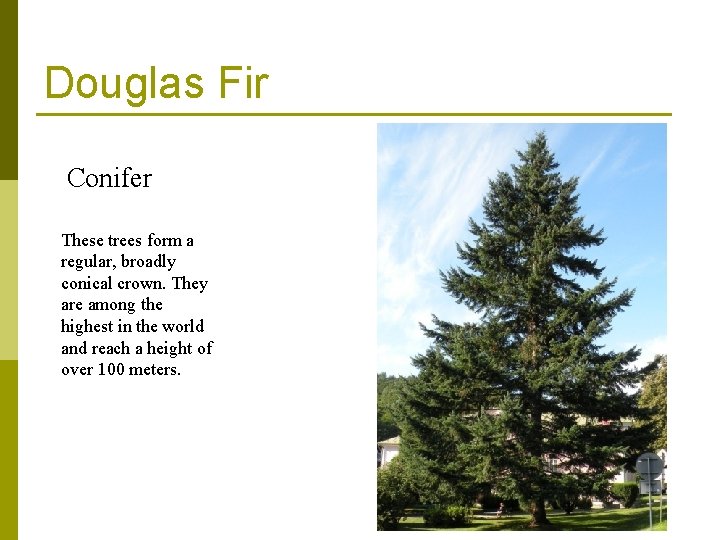 Douglas Fir Conifer These trees form a regular, broadly conical crown. They are among Douglas Fir Conifer These trees form a regular, broadly conical crown. They are among