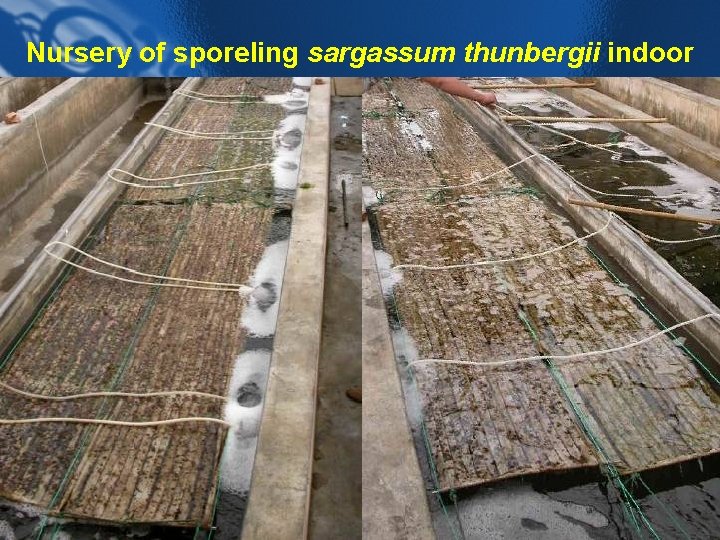 Nursery of sporeling sargassum thunbergii indoor 