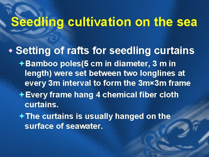 Seedling cultivation on the sea w Setting of rafts for seedling curtains ªBamboo poles(5