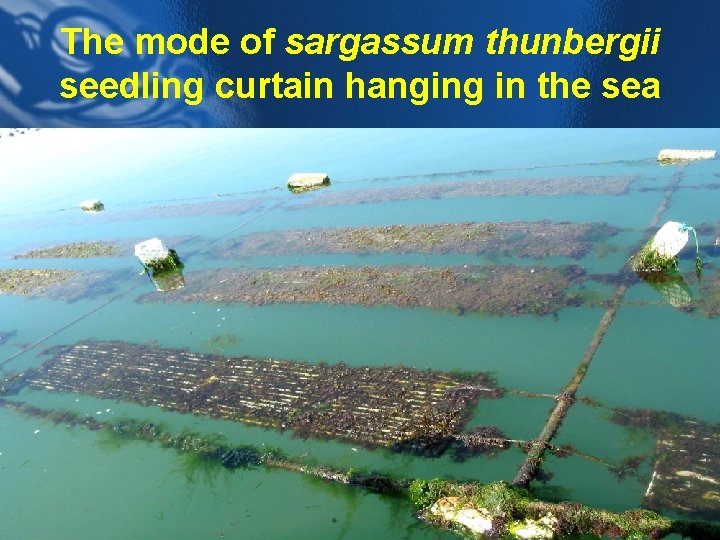 The mode of sargassum thunbergii seedling curtain hanging in the sea 