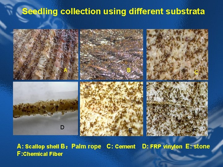 Seedling collection using different substrata A D B E A: Scallop shell B：Palm rope