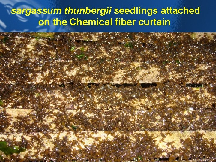 sargassum thunbergii seedlings attached on the Chemical fiber curtain 