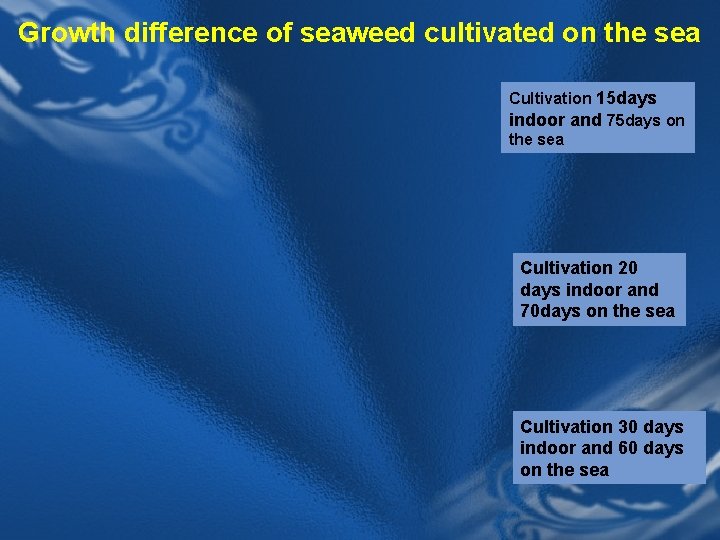 Growth difference of seaweed cultivated on the sea Cultivation 15 days indoor and 75