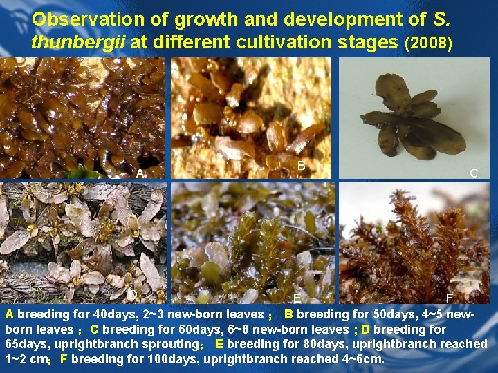 Observation of growth and development of S. thunbergii at different cultivation stages (2008) A