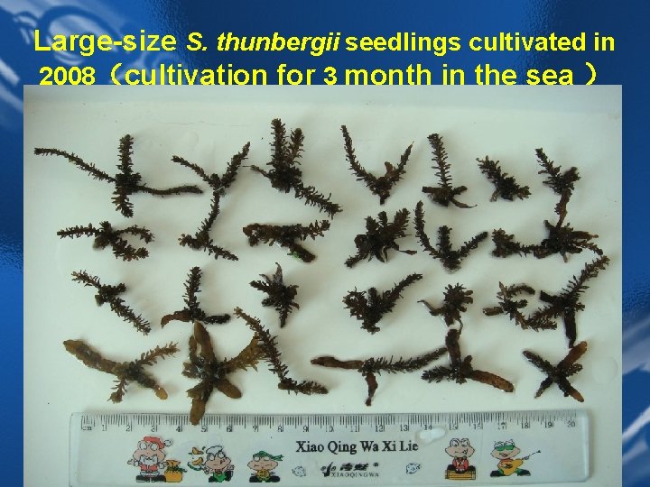 Large-size S. thunbergii seedlings cultivated in 2008（cultivation for 3 month in the sea ）