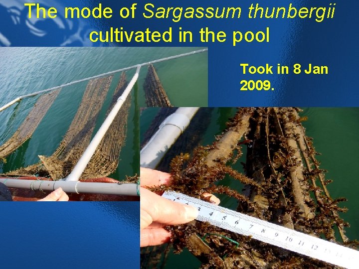 The mode of Sargassum thunbergii cultivated in the pool Took in 8 Jan 2009.