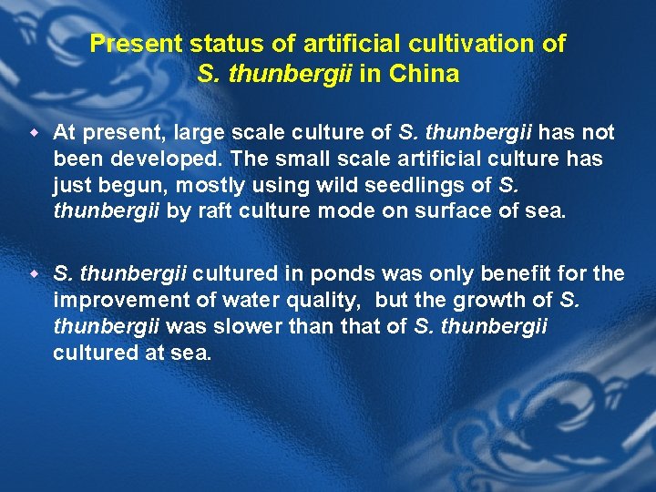 Present status of artificial cultivation of S. thunbergii in China w At present, large