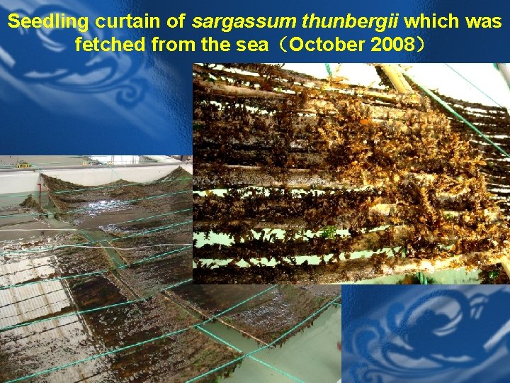 Seedling curtain of sargassum thunbergii which was fetched from the sea（October 2008） 