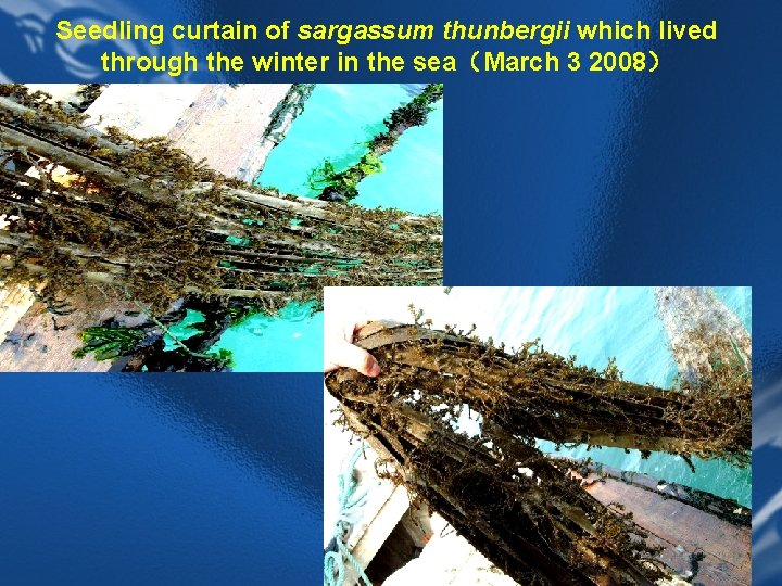 Seedling curtain of sargassum thunbergii which lived through the winter in the sea（March 3