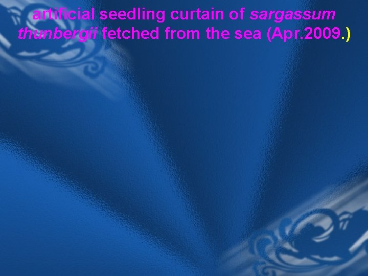 artificial seedling curtain of sargassum thunbergii fetched from the sea (Apr. 2009. ) 